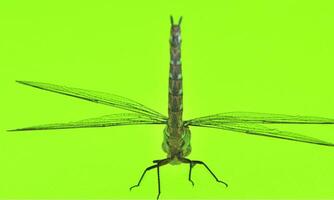 Very detailed macro photo of a dragonfly. Macro shot, showing details of the dragonfly's eyes and wings. Beautiful dragonfly in natural habitat