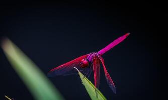 Very detailed macro photo of a dragonfly. Macro shot, showing details of the dragonfly's eyes and wings. Beautiful dragonfly in natural habitat