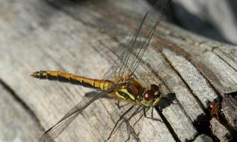 Very detailed macro photo of a dragonfly. Macro shot, showing details of the dragonfly's eyes and wings. Beautiful dragonfly in natural habitat