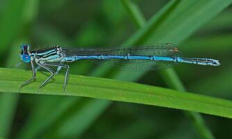 Very detailed macro photo of a dragonfly. Macro shot, showing details of the dragonfly's eyes and wings. Beautiful dragonfly in natural habitat