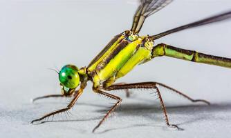 Very detailed macro photo of a dragonfly. Macro shot, showing details of the dragonfly's eyes and wings. Beautiful dragonfly in natural habitat