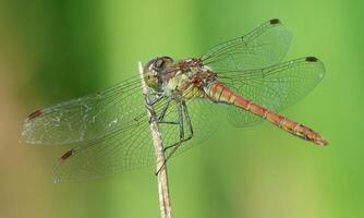 Very detailed macro photo of a dragonfly. Macro shot, showing details of the dragonfly's eyes and wings. Beautiful dragonfly in natural habitat