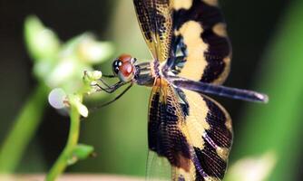 Very detailed macro photo of a dragonfly. Macro shot, showing details of the dragonfly's eyes and wings. Beautiful dragonfly in natural habitat