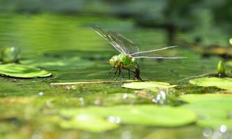 Very detailed macro photo of a dragonfly. Macro shot, showing details of the dragonfly's eyes and wings. Beautiful dragonfly in natural habitat