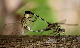 Very detailed macro photo of a dragonfly. Macro shot, showing details of the dragonfly's eyes and wings. Beautiful dragonfly in natural habitat