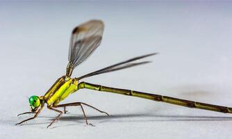 Very detailed macro photo of a dragonfly. Macro shot, showing details of the dragonfly's eyes and wings. Beautiful dragonfly in natural habitat
