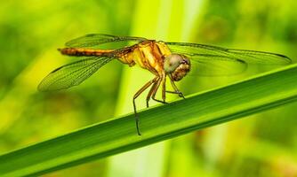 Very detailed macro photo of a dragonfly. Macro shot, showing details of the dragonfly's eyes and wings. Beautiful dragonfly in natural habitat