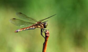 Very detailed macro photo of a dragonfly. Macro shot, showing details of the dragonfly's eyes and wings. Beautiful dragonfly in natural habitat