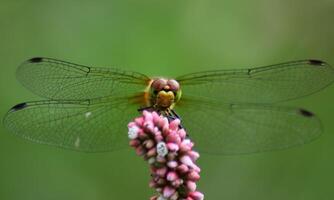 Very detailed macro photo of a dragonfly. Macro shot, showing details of the dragonfly's eyes and wings. Beautiful dragonfly in natural habitat