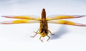 Very detailed macro photo of a dragonfly. Macro shot, showing details of the dragonfly's eyes and wings. Beautiful dragonfly in natural habitat