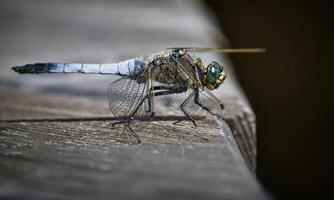 Very detailed macro photo of a dragonfly. Macro shot, showing details of the dragonfly's eyes and wings. Beautiful dragonfly in natural habitat