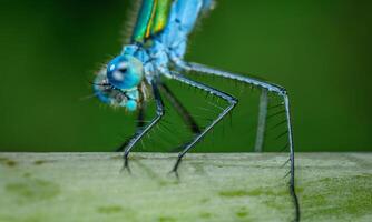 Very detailed macro photo of a dragonfly. Macro shot, showing details of the dragonfly's eyes and wings. Beautiful dragonfly in natural habitat