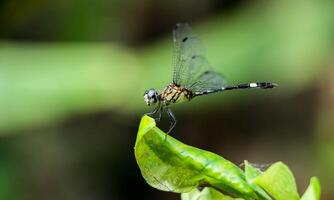 Very detailed macro photo of a dragonfly. Macro shot, showing details of the dragonfly's eyes and wings. Beautiful dragonfly in natural habitat