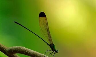 Very detailed macro photo of a dragonfly. Macro shot, showing details of the dragonfly's eyes and wings. Beautiful dragonfly in natural habitat