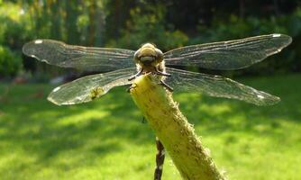 Very detailed macro photo of a dragonfly. Macro shot, showing details of the dragonfly's eyes and wings. Beautiful dragonfly in natural habitat