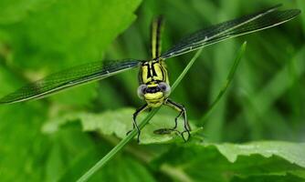 Very detailed macro photo of a dragonfly. Macro shot, showing details of the dragonfly's eyes and wings. Beautiful dragonfly in natural habitat