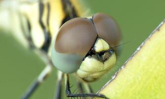 Very detailed macro photo of a dragonfly. Macro shot, showing details of the dragonfly's eyes and wings. Beautiful dragonfly in natural habitat