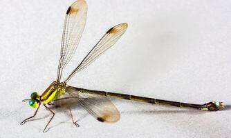 Very detailed macro photo of a dragonfly. Macro shot, showing details of the dragonfly's eyes and wings. Beautiful dragonfly in natural habitat