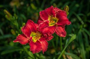 Blooming bright scarlet red daylilies in a garden. photo