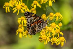 americano dama mariposa en un flor foto