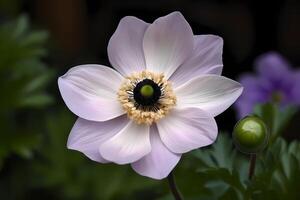 ai generado anémona - anémona coronaria - nativo a el oriental Mediterráneo, anémonas son conocido para su sorprendentes, aterciopelado floraciones y profundo colores. ellos son a menudo usado para decorativo propósitos foto