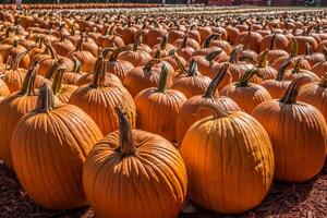 Lots of pumpkins at a farm photo