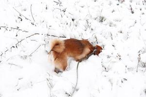 Shiba Inu dog plays in the snow. The dog stuck its head in the snow. Funny dog photo