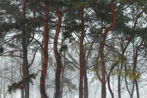 Winter forest with fir trees. Beautiful winter forest in the fog photo