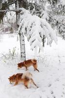 dos shiba inu perros son caminando en un Nevado parque. hermosa mullido rojo shiba inu perros foto