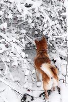 Shiba Inu dog in a winter snowy park sniffs the snow. Beautiful red shiba inu dog from above photo