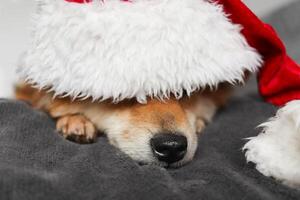 Funny Shiba Inu dog lies in a Santa Claus hat. Dog on a white background photo