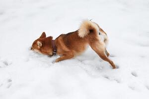 shiba inu perro enterrado sí mismo en el nieve. gracioso rojo shiba inu perro en un Nevado parque foto