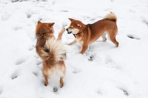dos gracioso shiba inu perros jugar en el nieve. hermosa mullido rojo perros en un Nevado parque foto