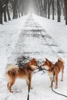 Two Shiba Inu Dogs are walking in a winter snowy park. Two beautiful red shiba inu dogs. photo