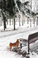 Shiba Inu dog in a winter snowy park sniffs a bench photo