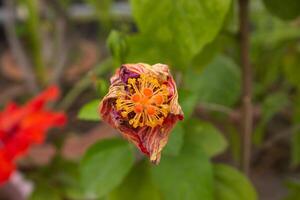 Abutilon hybridum is a species name used for a wide variety of different types of flowering plants photo