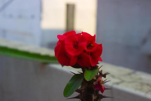 rojo corona de espinas planta con muchos verde hojas foto