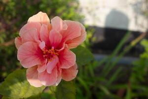 Hibiscus rosa-sinensis, known colloquially as Chinese hibiscus, China rose, Hawaiian hibiscus photo