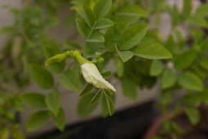 clítoris ternatea, blanco aparajita, mariposa guisante o blanco clítoris flor. el flores son comestible foto