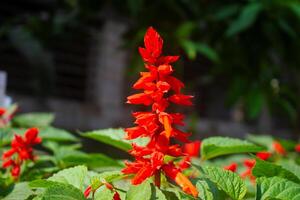 Salvia splendens flower, the scarlet sage on a green background photo