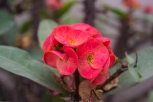 corona de espinas flores euforia mili desmoldar foto