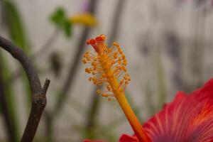 de cerca de hibisco pólenes y estigma con borroso antecedentes foto