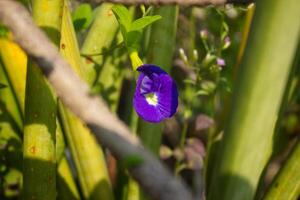 Clitoria ternatea, cordofan pea or Darwin pea is a plant species belonging to the family Fabaceae. Bunga Telang photo