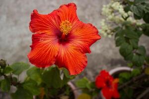 Red hibiscus with blurry green leaves background photo