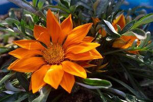 beautiful Barberton daisy, Gerbera jamesonii flowers and plants, Gerbera daisy, red, yellow, pink photo