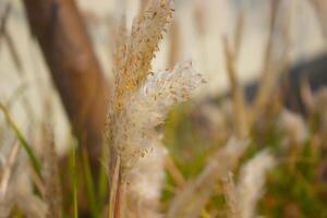 Wild sugarcane. the Indian Subcontinent. It is a perennial grass photo