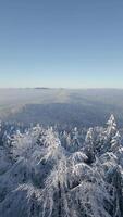 Aerial view of the winter landscape of a snowy mountain forest video