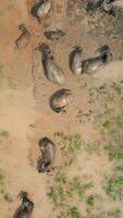 top visie van water buffels het baden in modder in agrarisch veld, Vietnam video