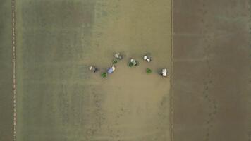 topo Visão do mulheres agricultores plantio arroz dentro a arroz Campos, Vietnã video