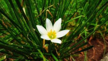 un blanco flor es creciente en el césped foto